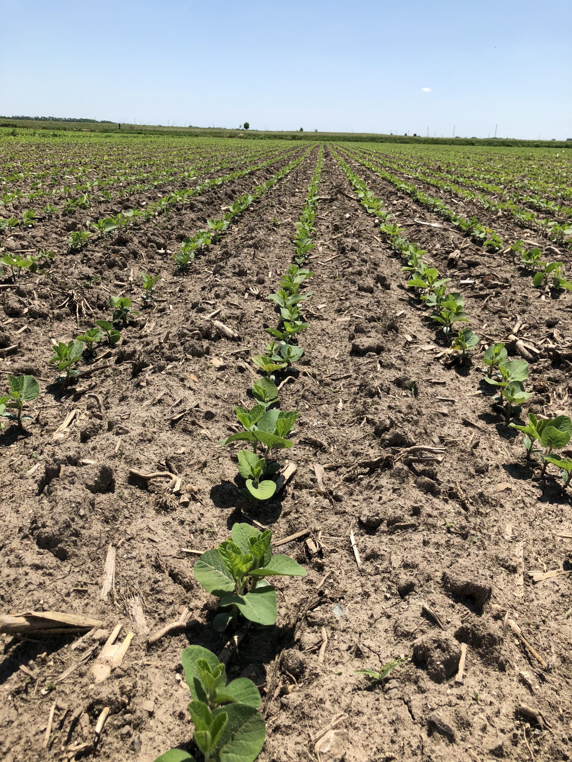 Notes on soybeans as planting gets underway